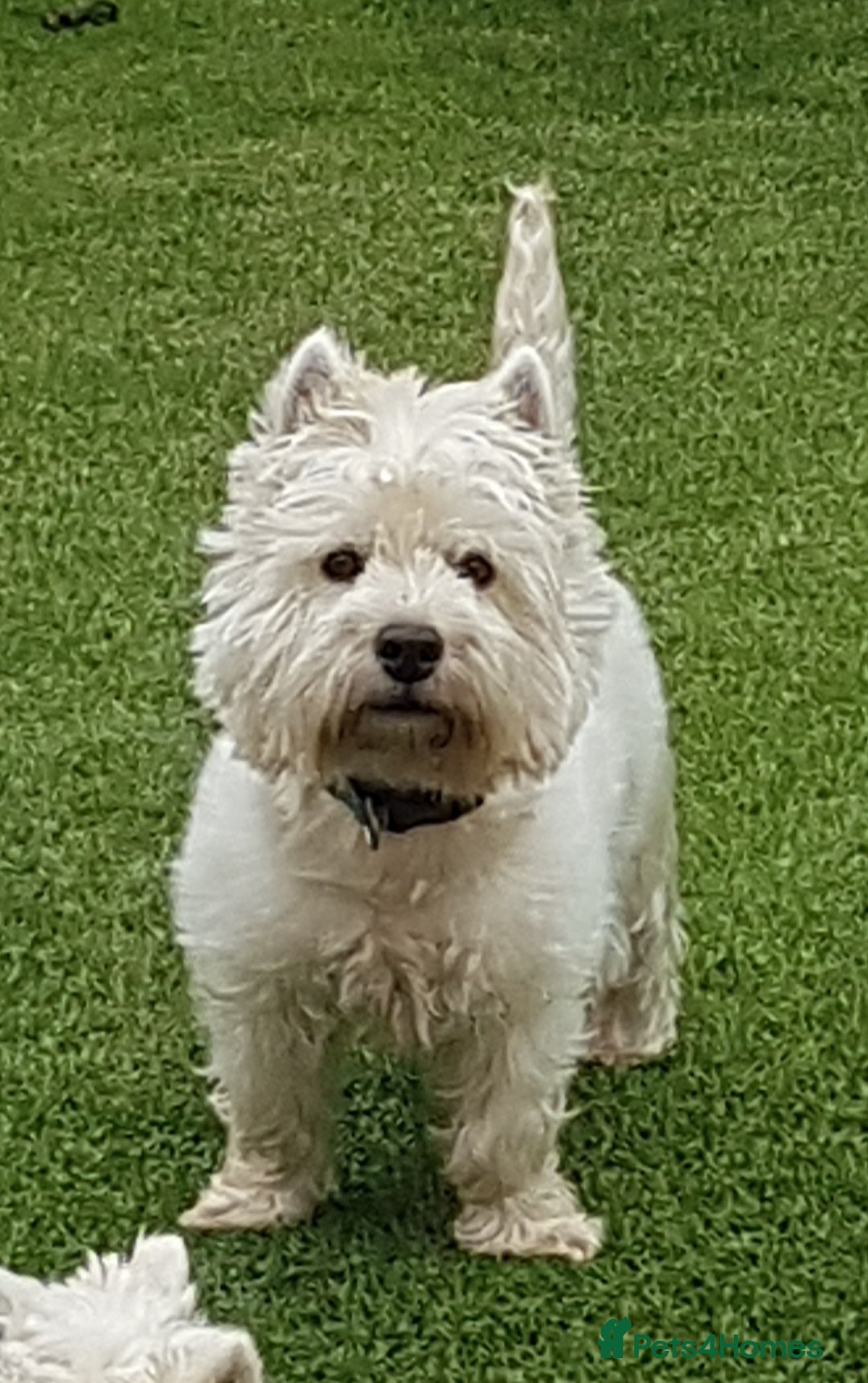 West Highland Terrier dogs for stud: KC Westhighland Terriers for STUD ONLY in Preston - Advert 2