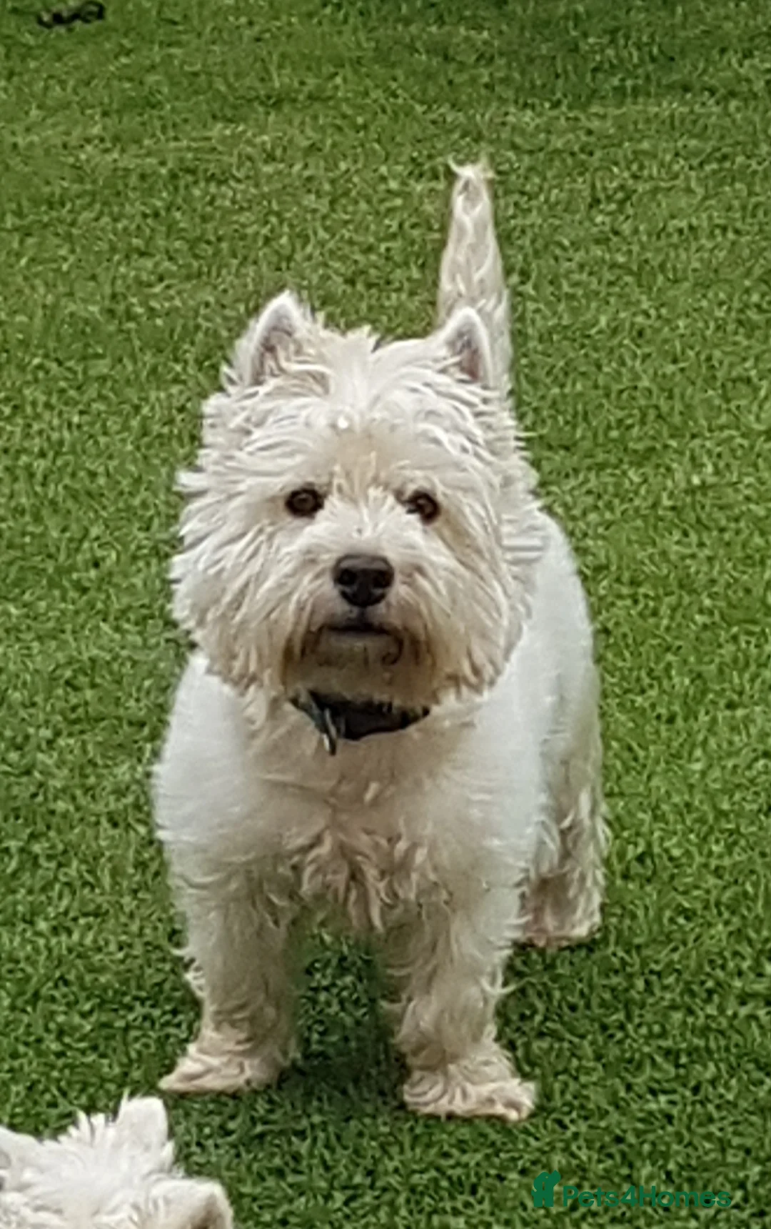 West Highland Terrier dogs for stud: KC Westhighland Terriers for STUD ONLY in Preston - Advert 2