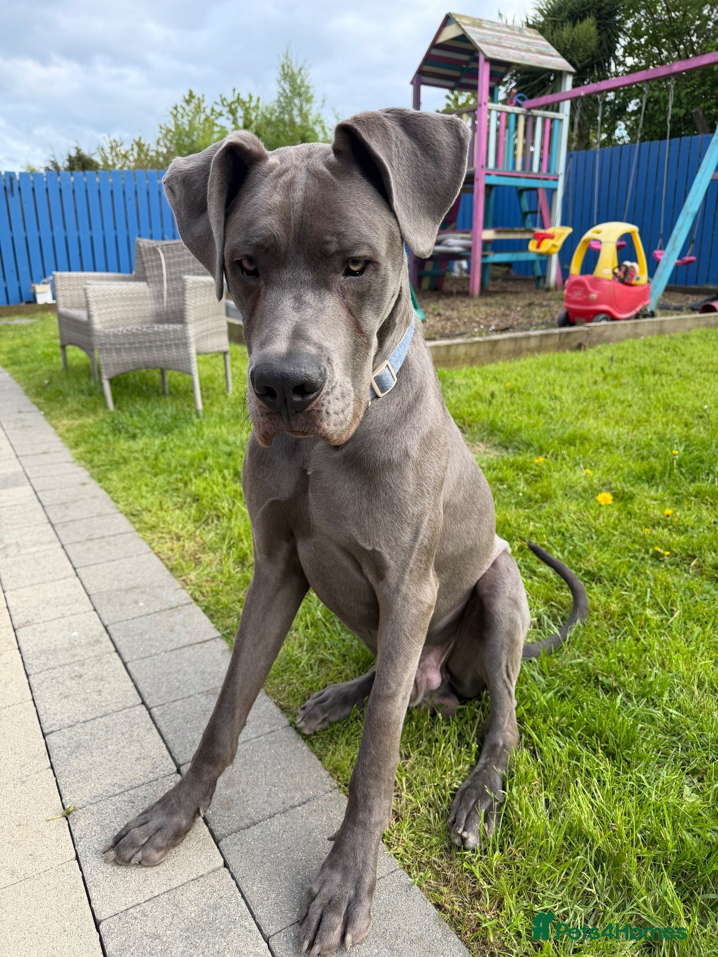 Great Dane dogs Blue Great Dane STUD - Advert 6