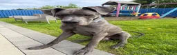 Great Dane dogs for stud: Blue Great Dane STUD in Newtownabbey - Advert 1
