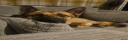 German Shepherd dogs for sale: Male German shepherd 2 years 4 months  in Oswestry - Advert 10