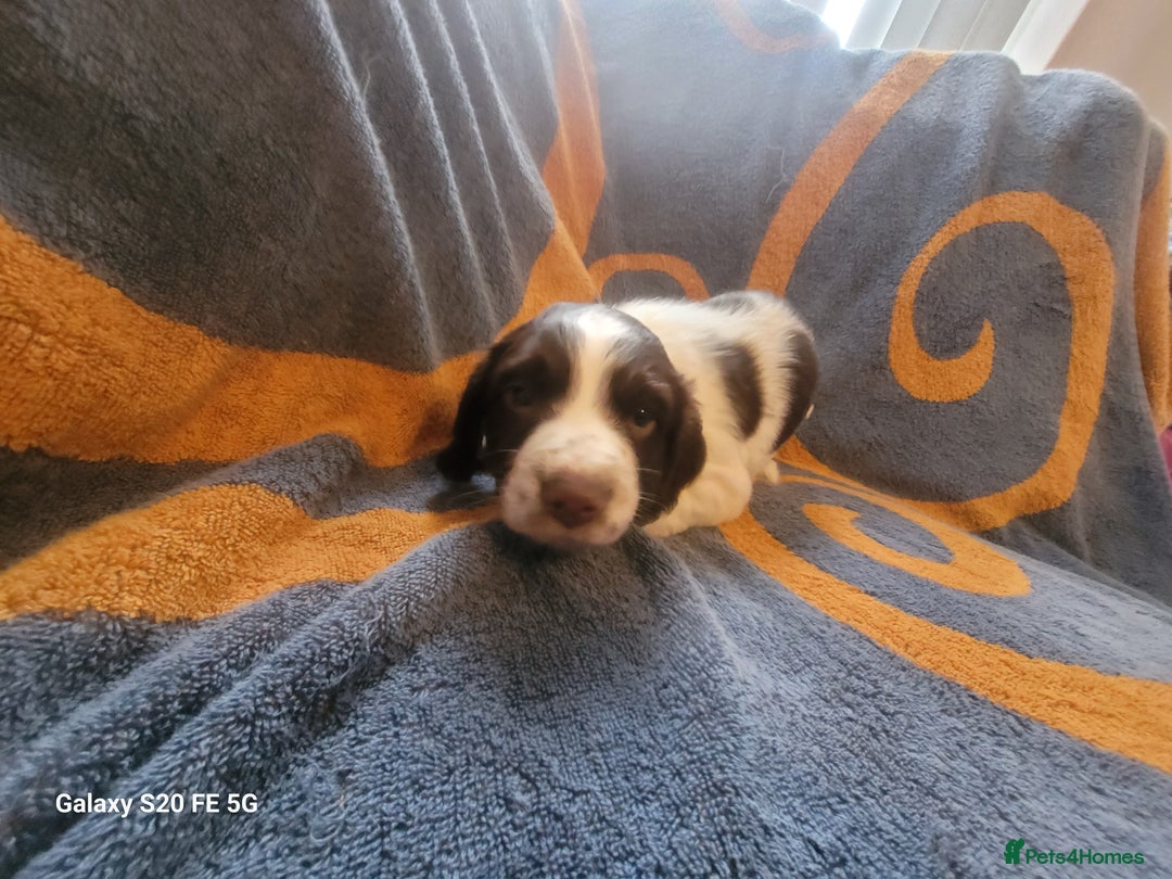 Sprocker dogs for sale: Sprocker pups  - Advert 10