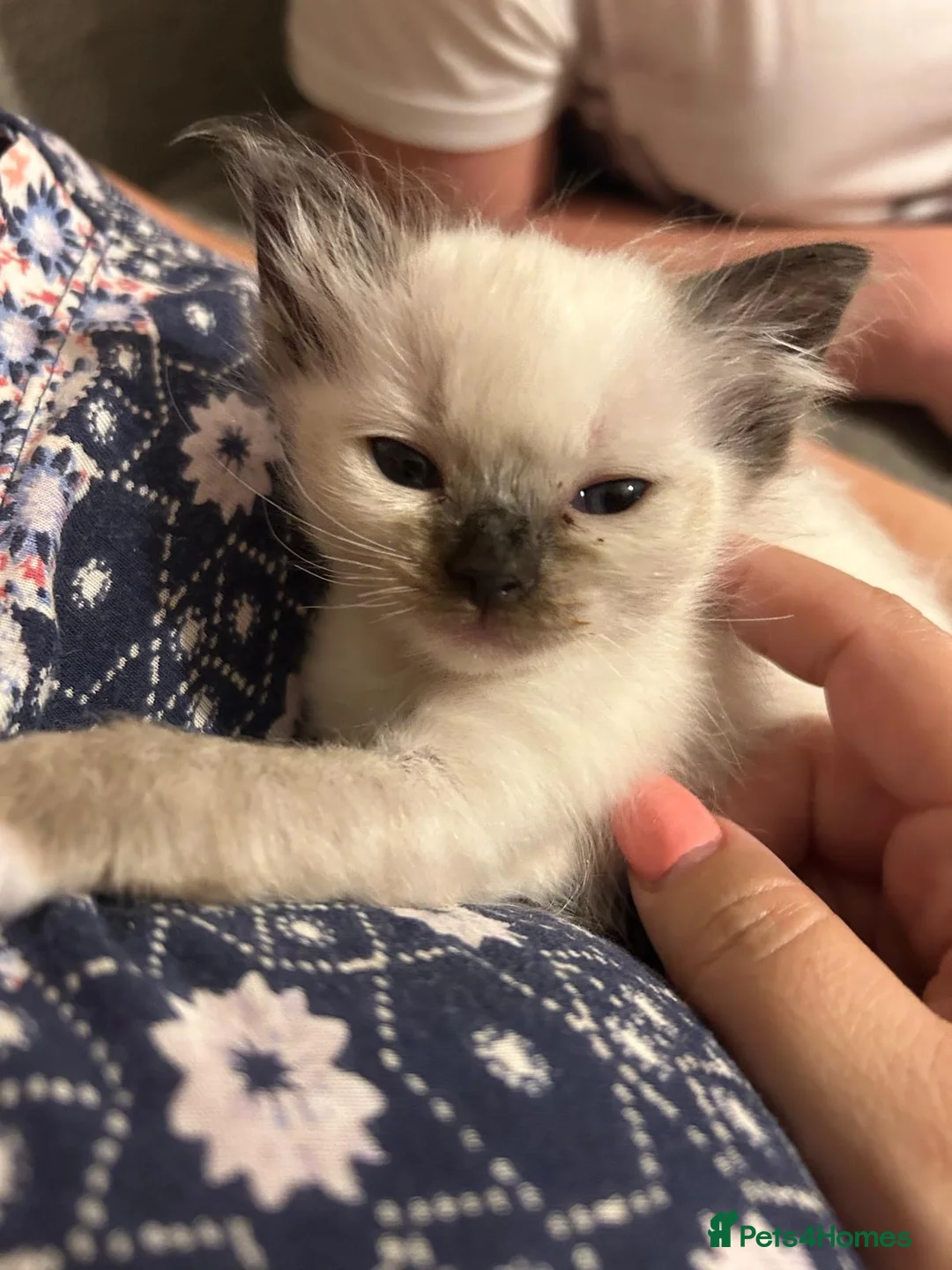 Ragdoll cats for sale: Only 2 beautiful ragdolls girls left  - Advert 17