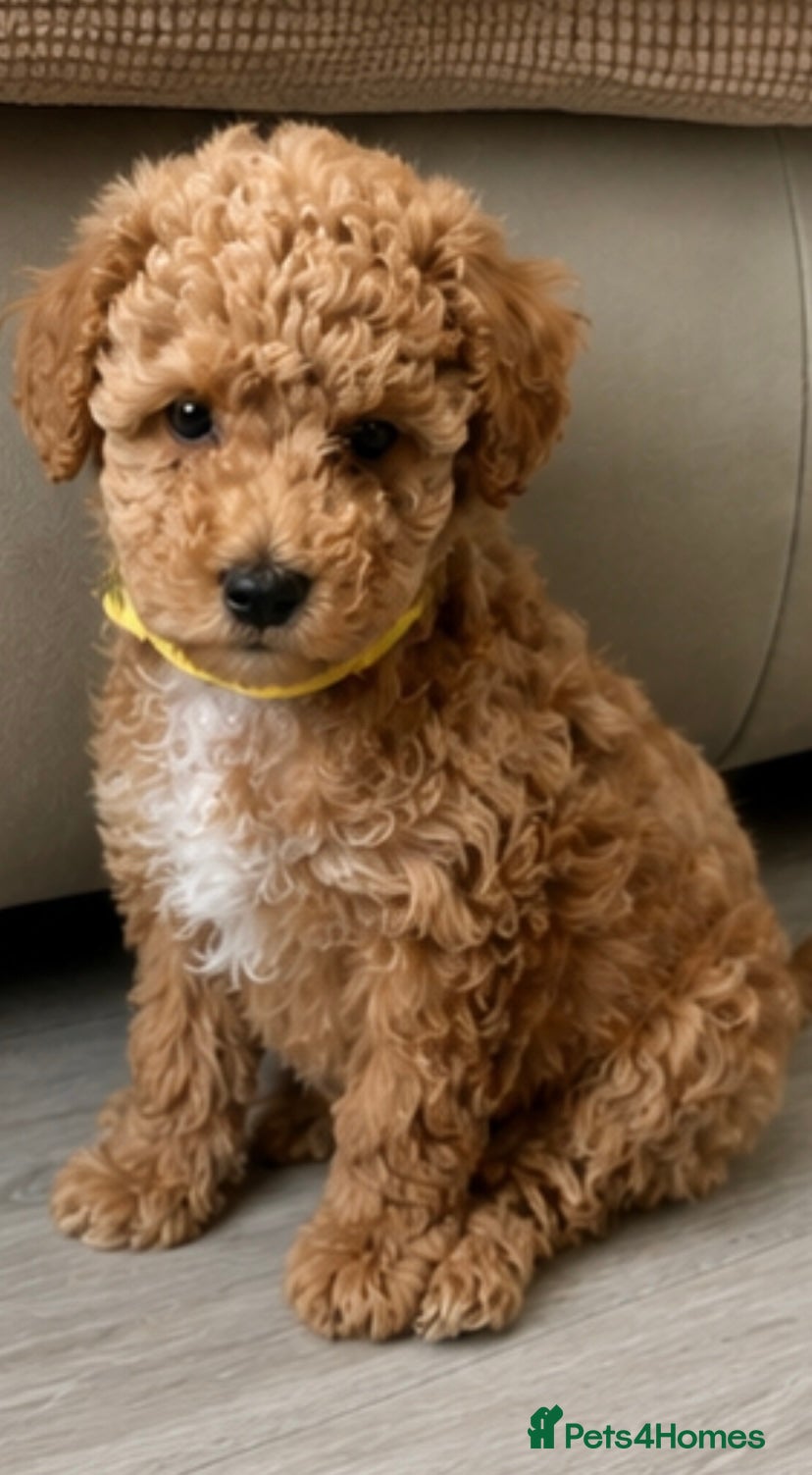 Toy Poodle dogs 🐩Outstanding Toy Poodle Puppies – Ready to view🐩 - Advert 1