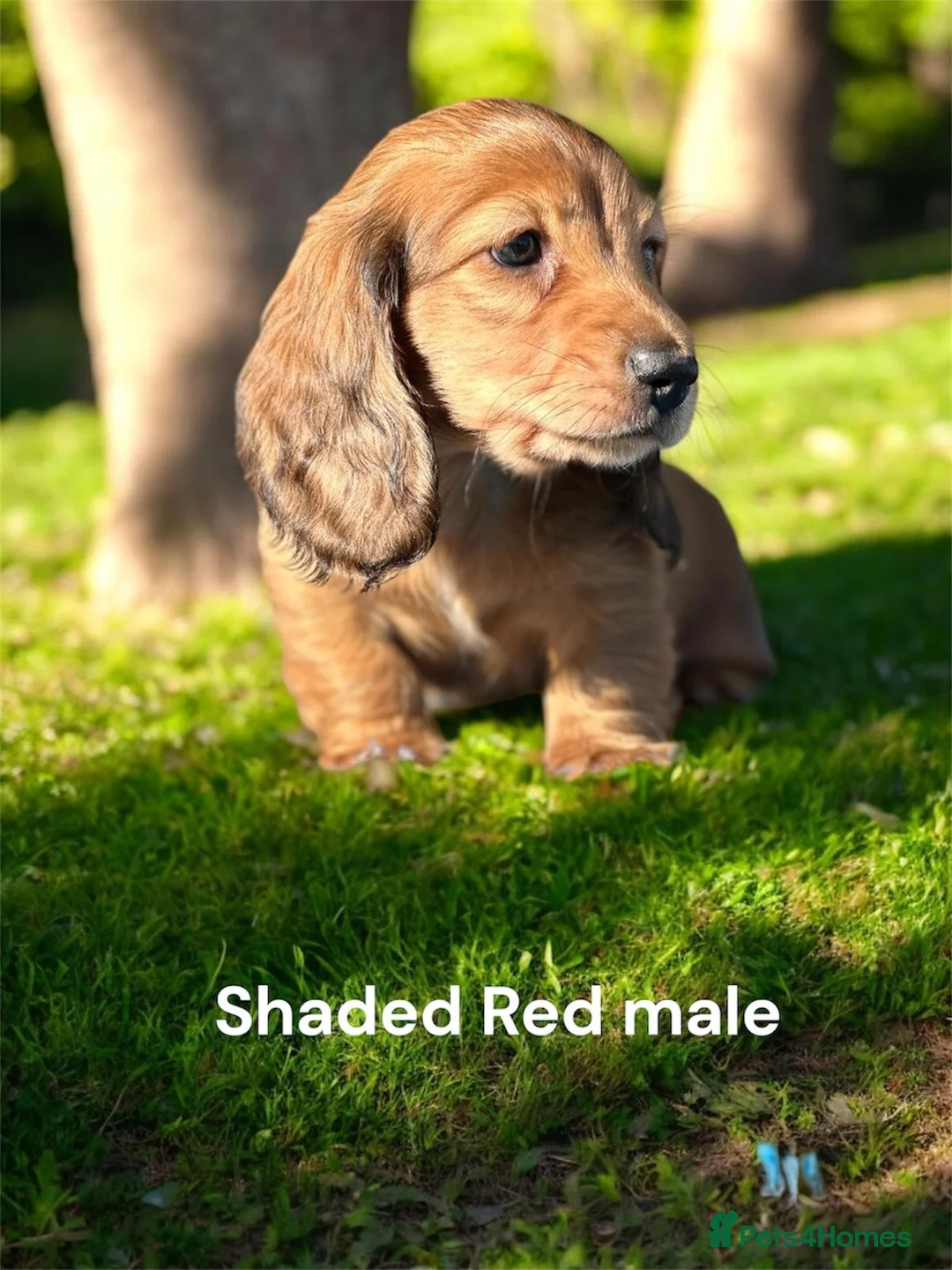 Miniature Dachshund dogs for sale: Miniature longhaired dachshund  - Advert 2