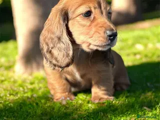 Miniature Dachshund dogs Miniature longhaired dachshund - Advert 8