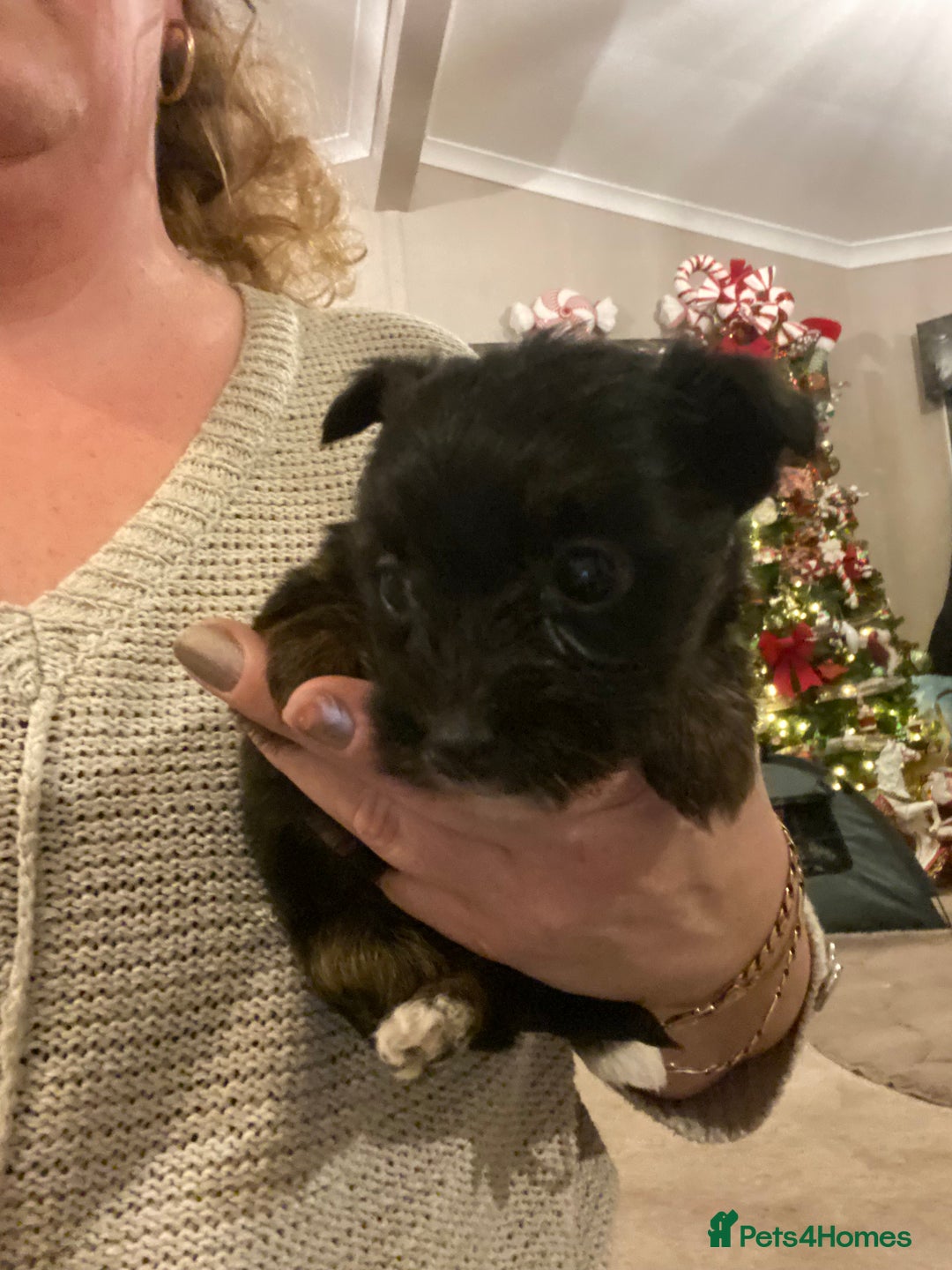 Jack Russell dogs for sale: Beautiful little jack Russel terrier x - Advert 2