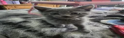 Persian cats for sale: Gorgeous Persian x Kittens Ready now  - Advert 25