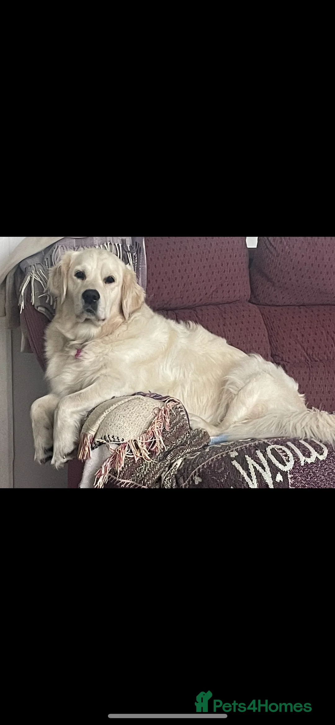 Golden Retriever dogs for sale: KC Golden Retriever Puppies Cream/Orange - Advert 1