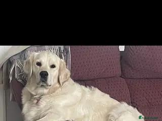 Golden Retriever dogs KC Golden Retriever Puppies Cream/Orange - Advert 4