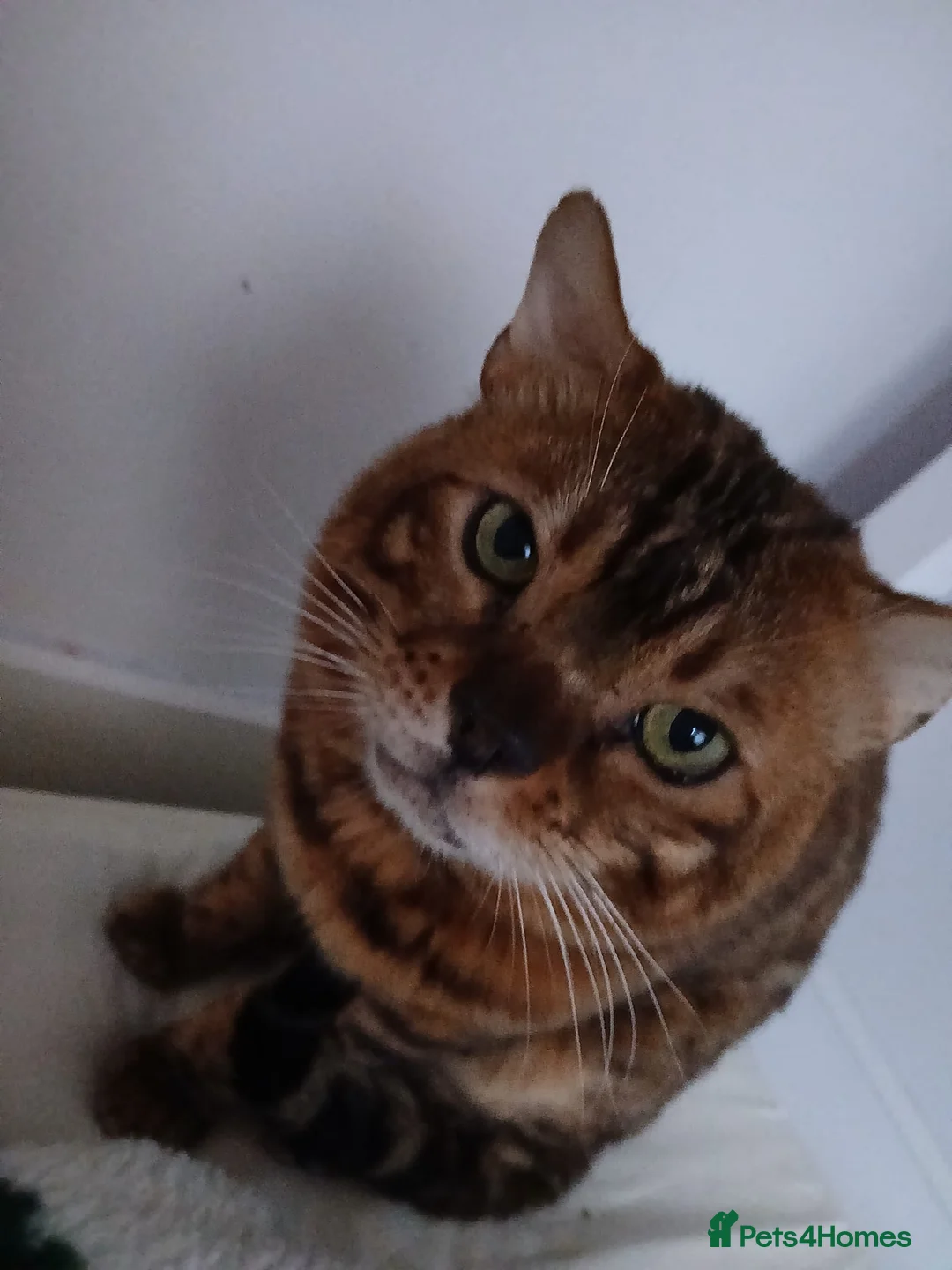 Bengal cats for sale: lovely boy looking for forever home max - Advert 1