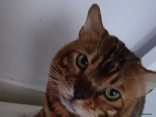 Bengal cats lovely boy looking for forever home max - Advert 1