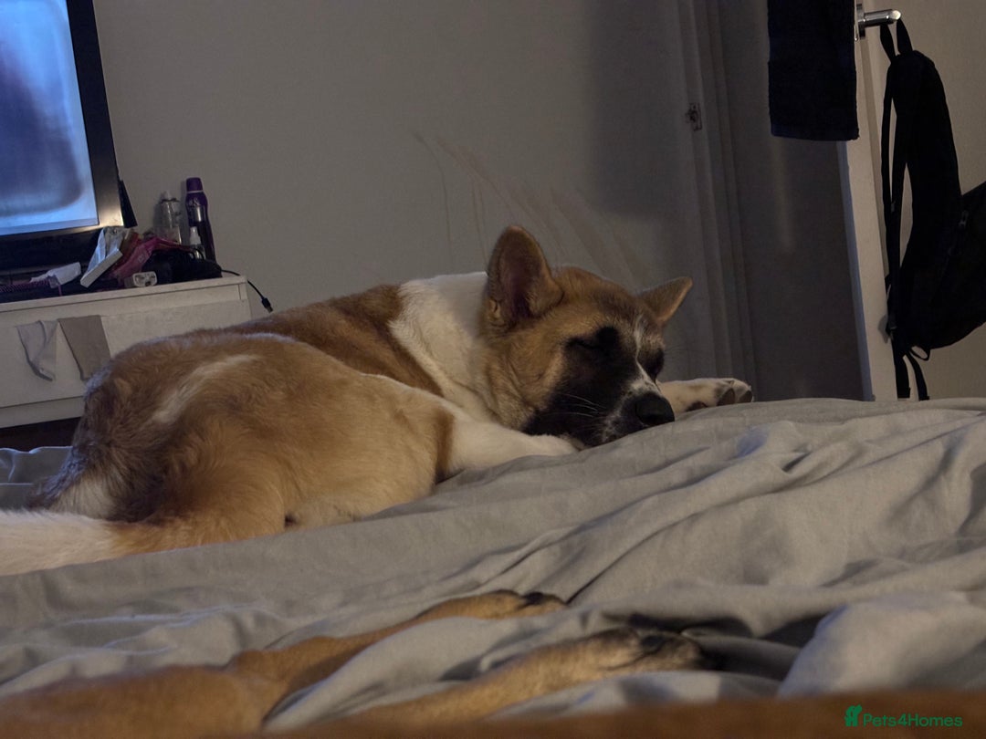 Akita dogs for sale: Female Akita puppy - Advert 3