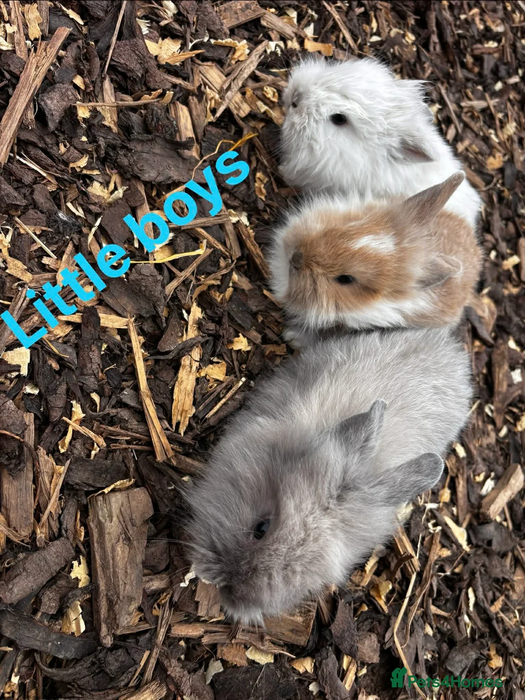 Mixed Breed rabbits for sale: 5 beautiful babies left ready now - Advert 2