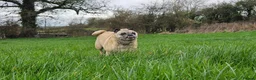 Jug dogs for sale: GIJIT - 11 years old. Loves cuddles 🩷 in Frome - Advert 4