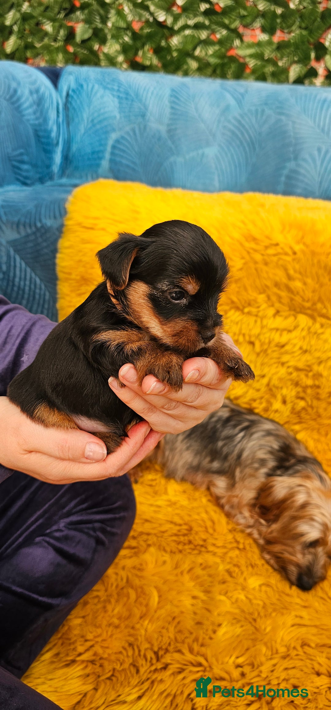 Yorkshire Terrier dogs for sale: Yorkshire Terrier puppies - Advert 6