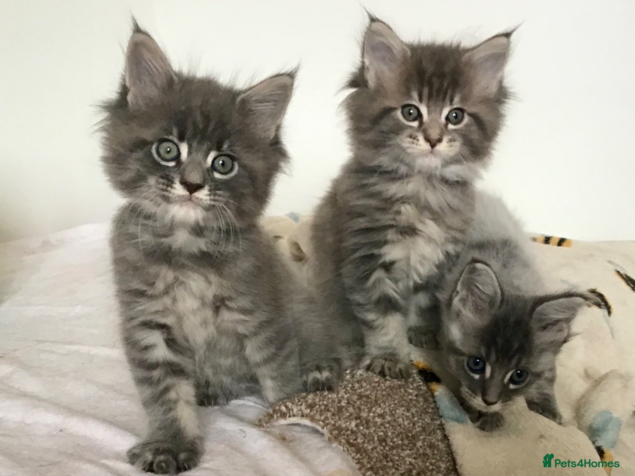 Maine Coon cats Bundles of maincoon fun  - Advert 1