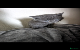 Domestic Shorthair cats for sale: Grey kitten - Advert 2