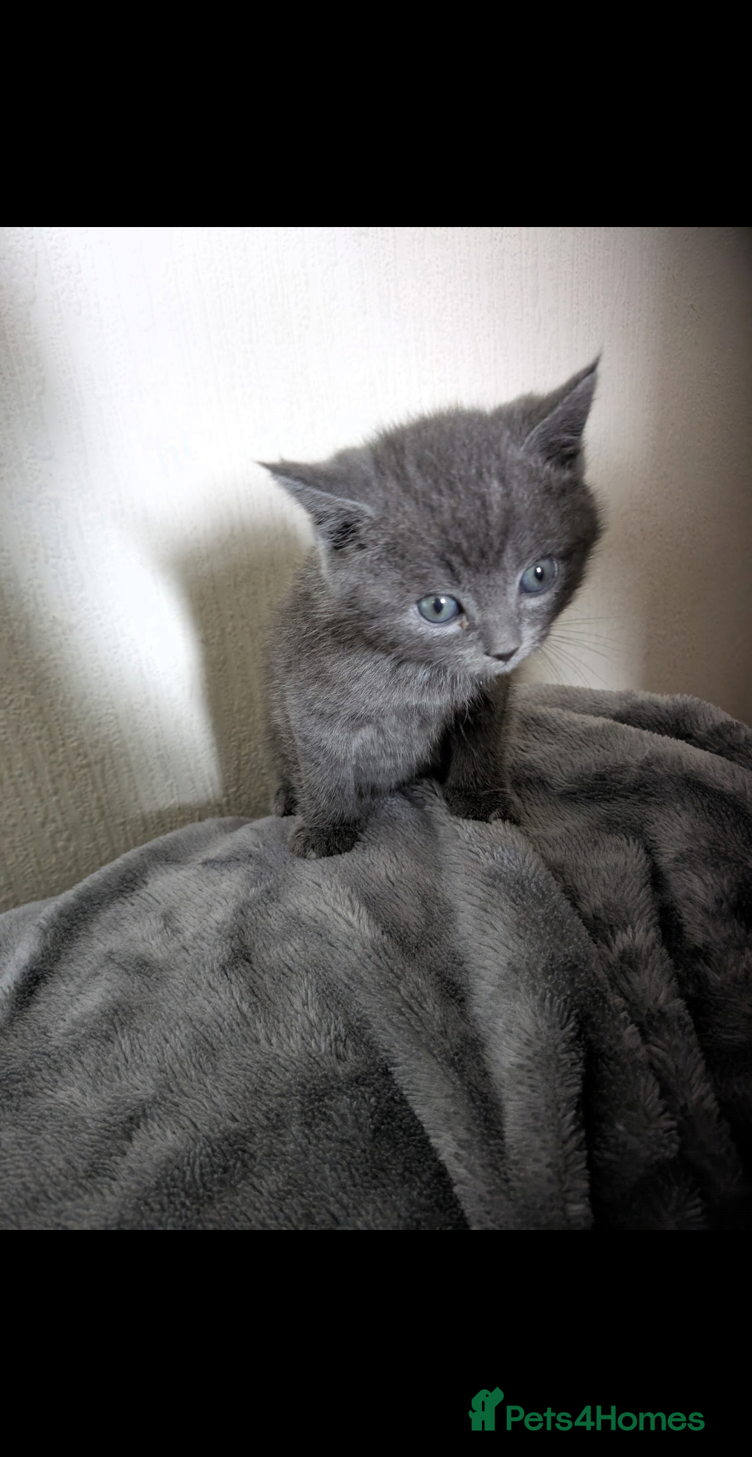 Domestic Shorthair cats for sale: Grey kitten - Advert 2