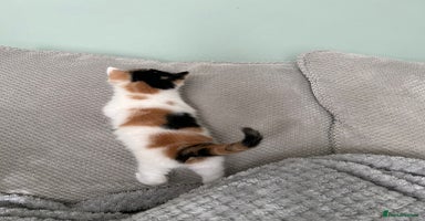 British Shorthair cats - Advert 3