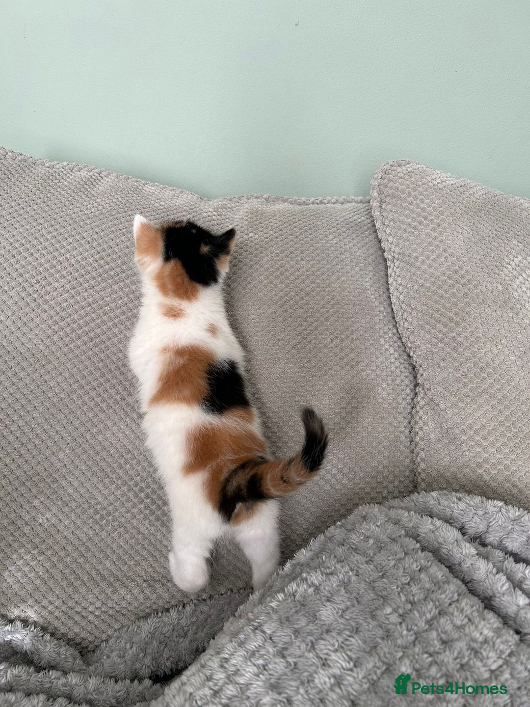 British Shorthair cats for sale: Stunning female kittens  - Image 3