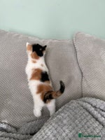 British Shorthair cats - Advert 2