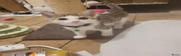 British Shorthair cats for sale: 5 Kittens for sale in Birmingham - Advert 2