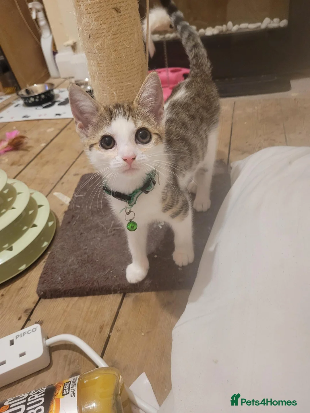 British Shorthair cats for sale: 5 Kittens for sale in Birmingham - Advert 2