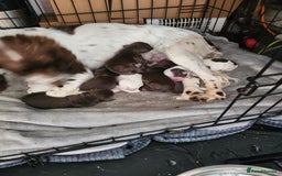 Cocker Spaniel dogs for sale: 7 pups for sale - Image 7