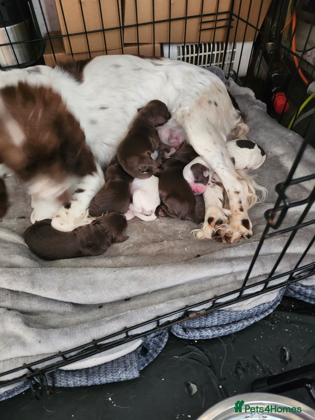Cocker Spaniel dogs for sale: 7 pups for sale - Image 7
