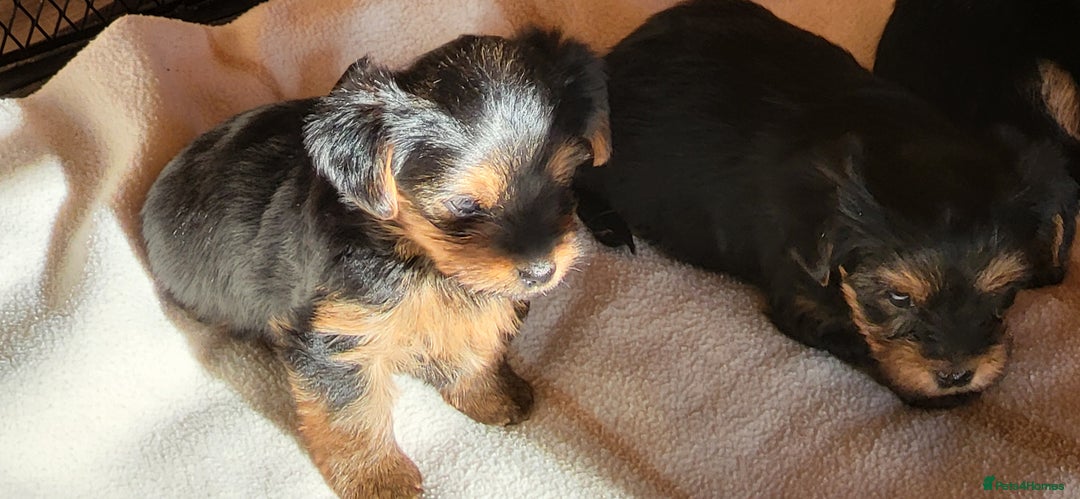 Yorkshire Terrier dogs for sale:  Yorkshire Terrier puppies from Licensed Breeder  - Advert 2