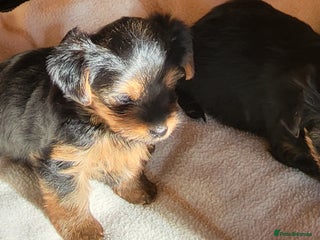 Yorkshire Terrier dogs Yorkshire Terrier puppies from Licensed Breeder - Advert 7