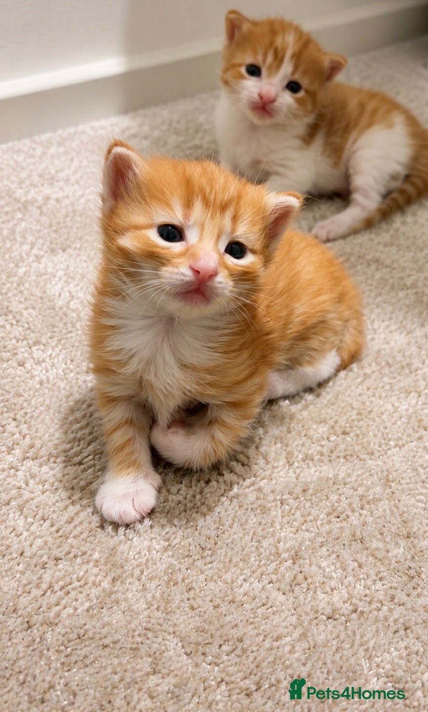 Mixed Breed cats Fluffy Beautiful striped ginger kittens🐾 - Advert 18