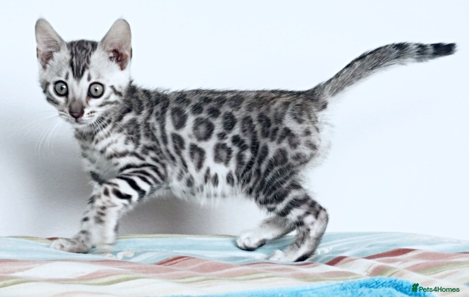 Bengal cats Ready Gorgeous Bengal Boy Kitten - Advert 15