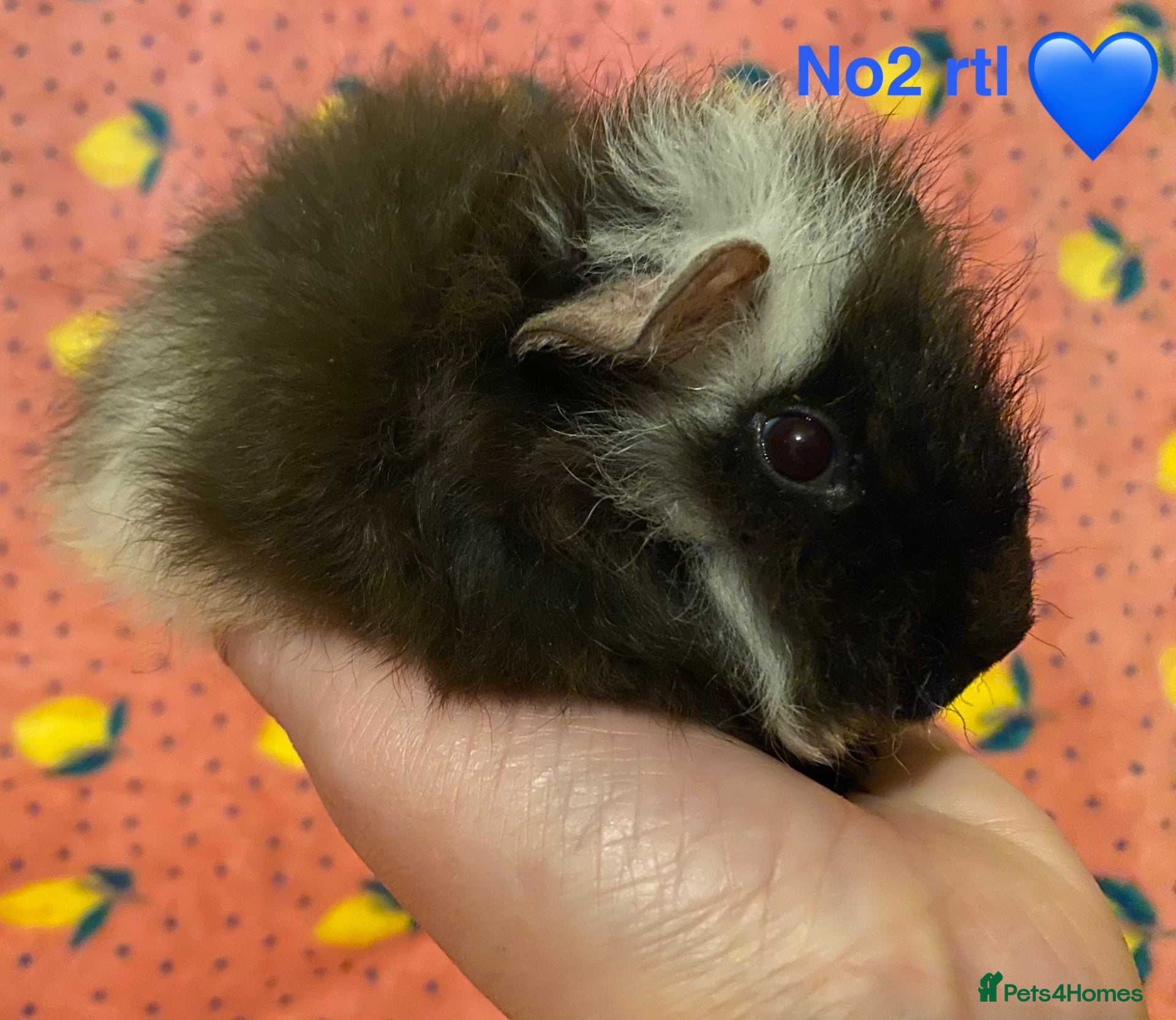 Guinea Pig rodents for sale: Gorgeous baby Guinea pigs - Advert 2