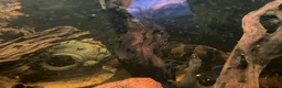 Loaches fish for sale: 4ft aquarium fish tank - Advert 12