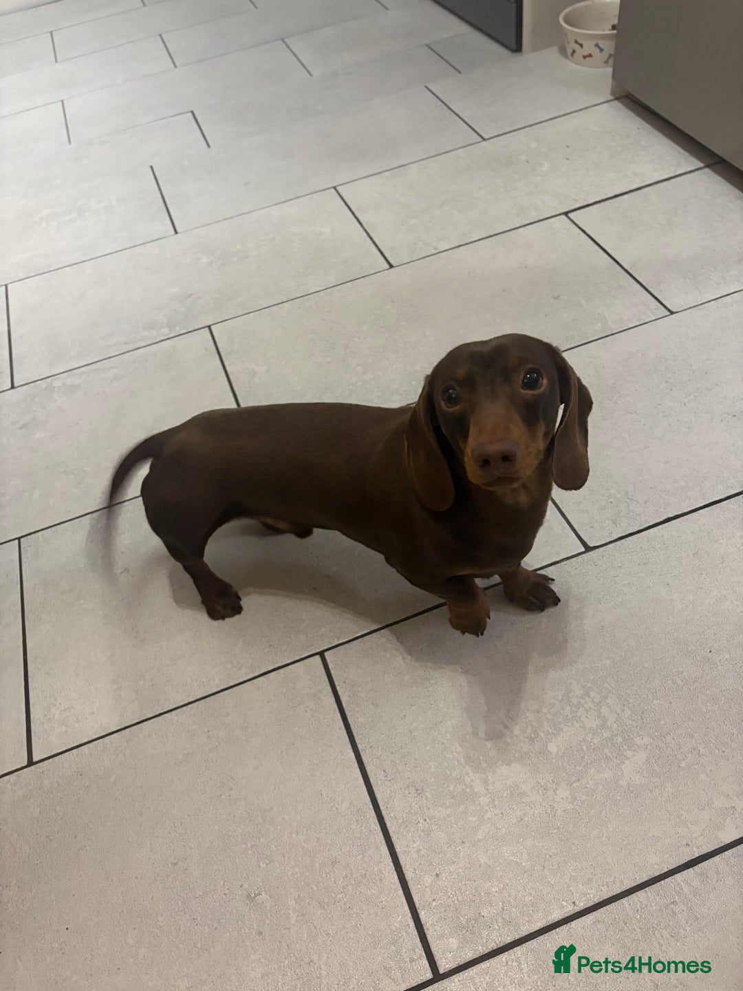 Miniature Dachshund dogs for stud: Chocolate smooth miniature dachshund  - Advert 1