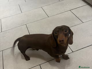 Miniature Dachshund dogs Chocolate smooth miniature dachshund - Advert 11
