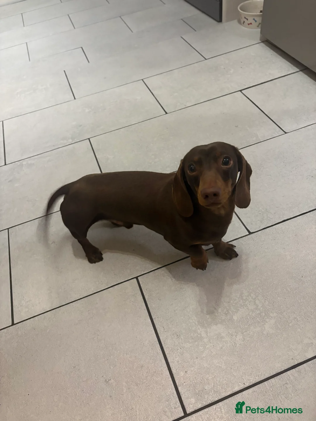 Miniature Dachshund dogs for stud: Chocolate smooth miniature dachshund  - Advert 1