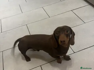 Miniature Dachshund dogs Chocolate smooth miniature dachshund - Advert 20