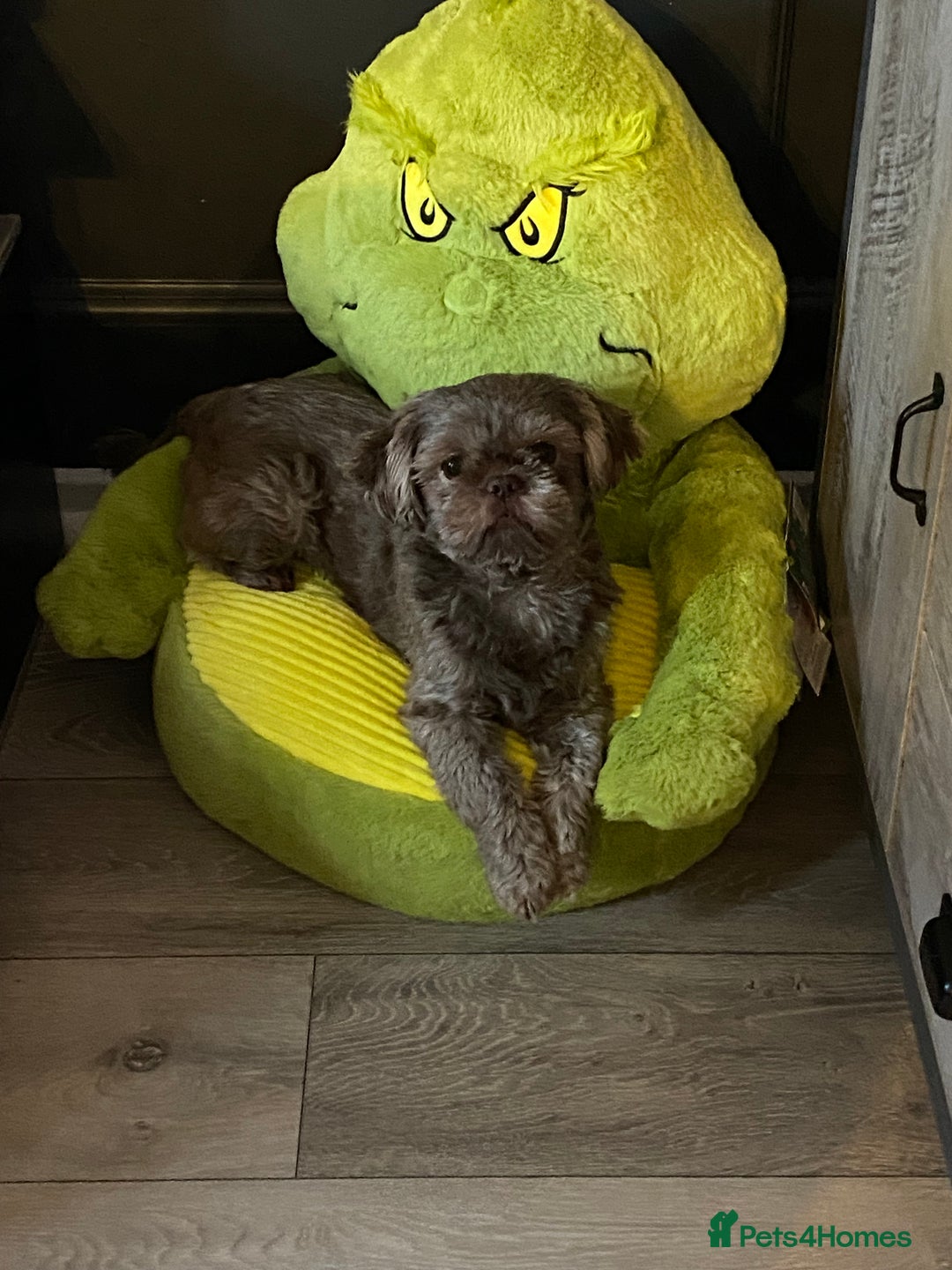 Shih Tzu dogs for stud: Patrick imperial shih tzu stud  - Advert 4