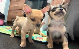 Mixed Breed dogs for sale: FrenchieXPomeranian  - Image 22
