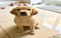 Golden Retriever dogs for sale: Ready now - Golden Retriever Puppies  - Image 2