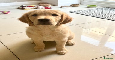 Golden Retriever dogs - Advert 16