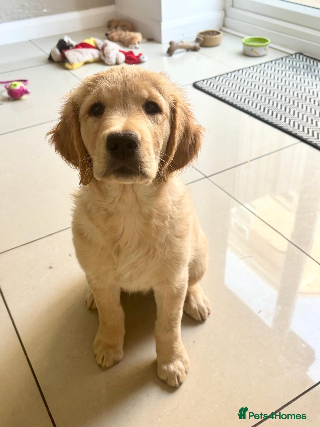 Golden Retriever dogs for sale: Ready now - Golden Retriever Puppies  - Image 2