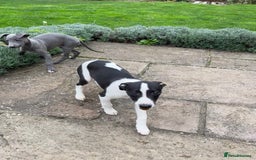 Whippet dogs for sale: Whippet puppies  - Image 2