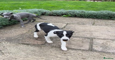 Whippet dogs - Advert 4