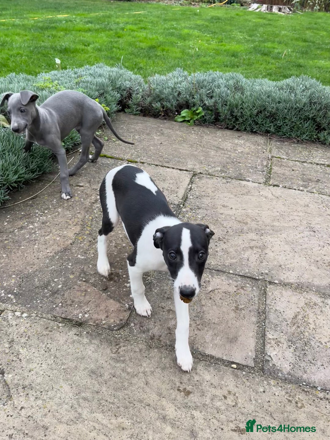 Whippet dogs for sale: Whippet puppies  - Image 2