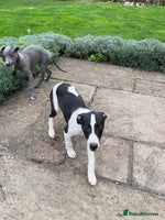 Whippet dogs - Advert 2