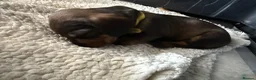 Dachshund dogs for sale: Beautiful Bunch of Standard Dachshund Puppies💐 - Advert 23